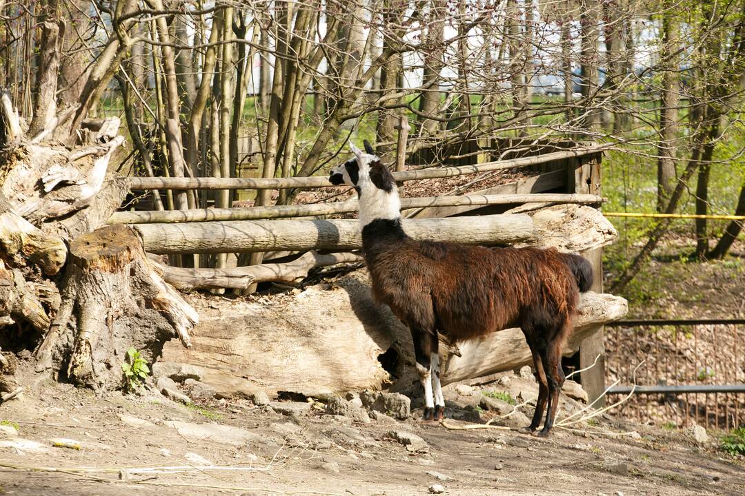 Zoologijos sodo sezono atidarymas