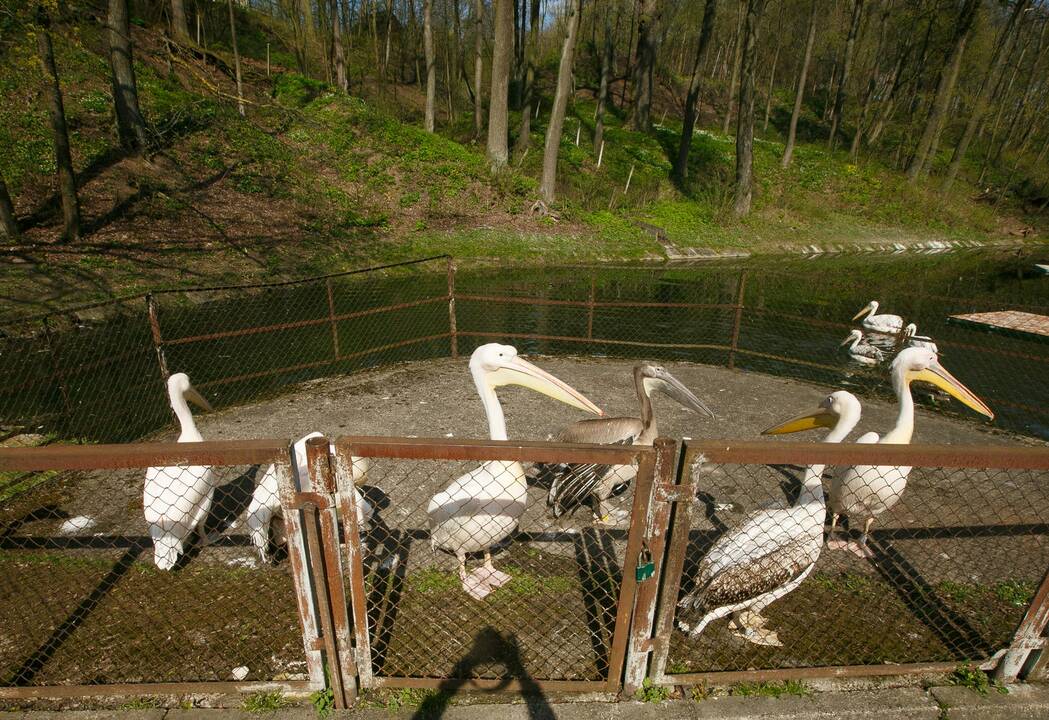 Zoologijos sodo sezono atidarymas