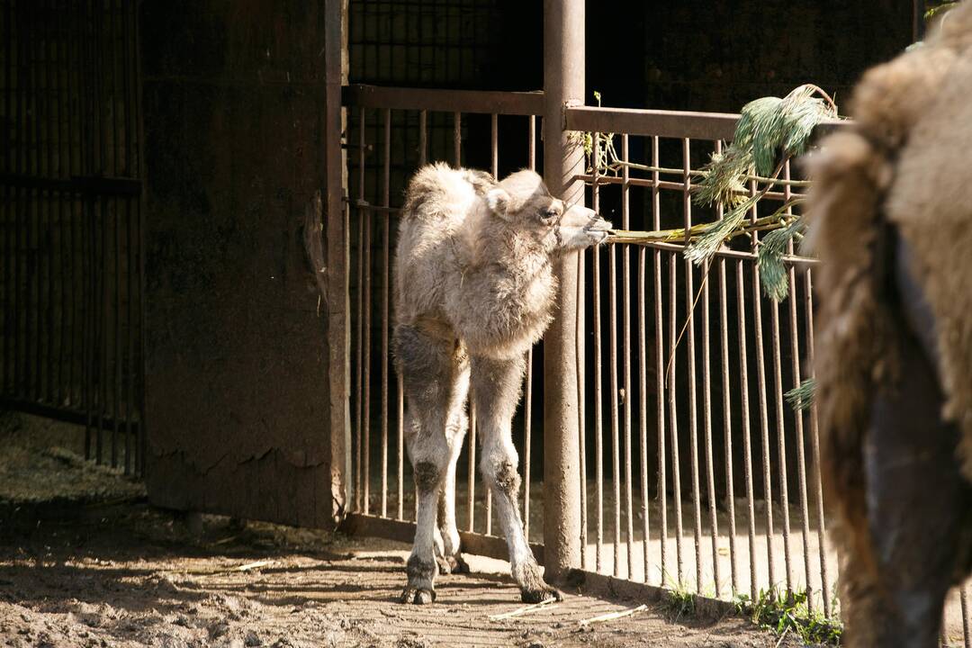 Zoologijos sodo sezono atidarymas