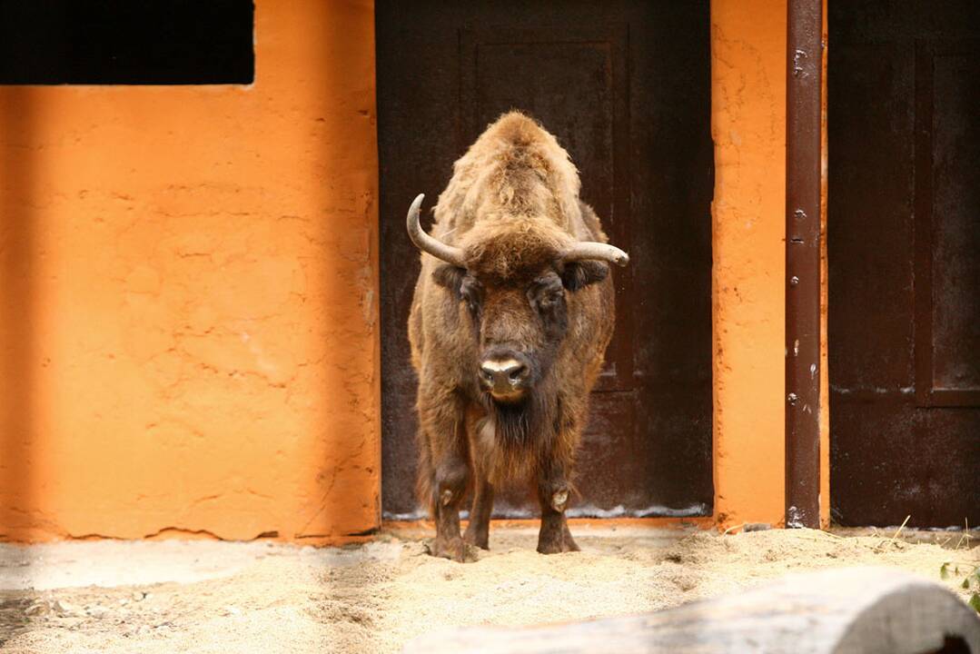 Atnaujintas stumbrų voljeras Kauno zoologijos sode