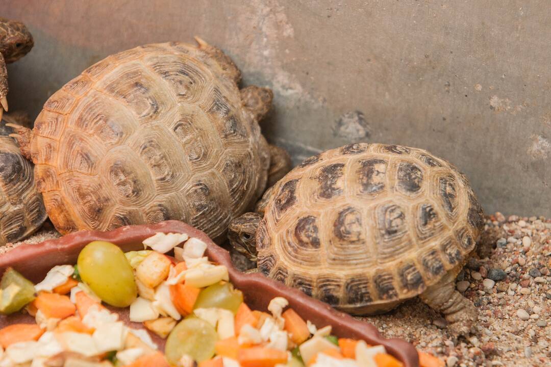 Konfiskuoti vėžliukai Lietuvos zoologijos sode