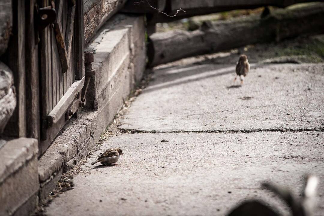 Zoologijos sode paminėta Pasaulinė žvirblių diena