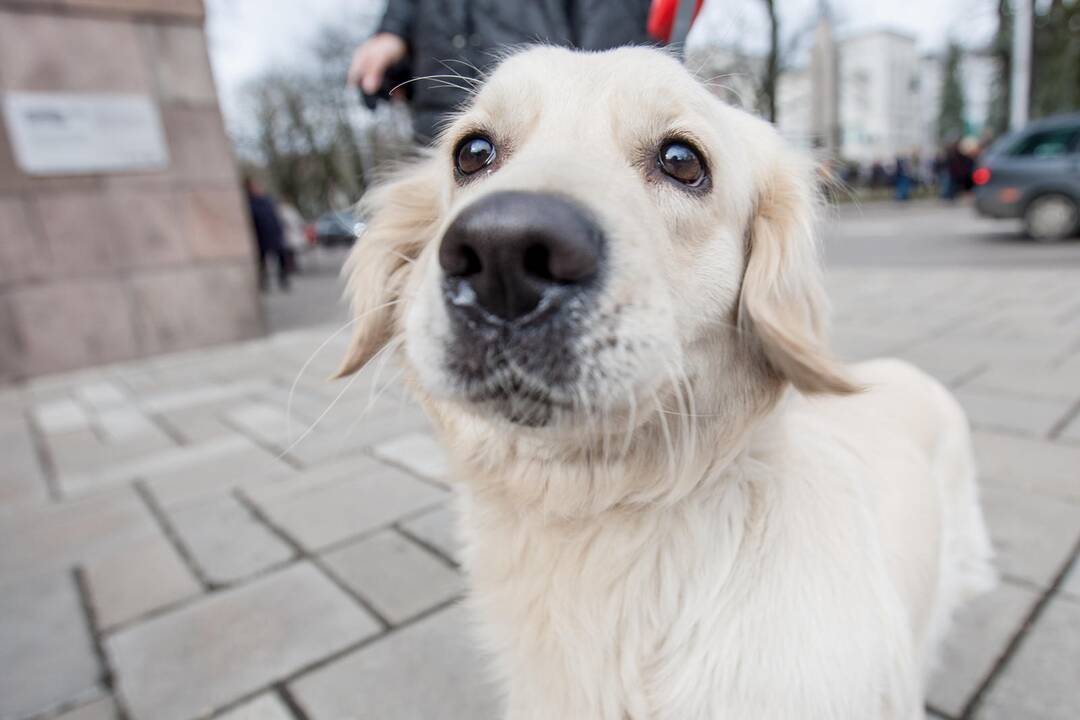 Kaunas švenčia laisvę