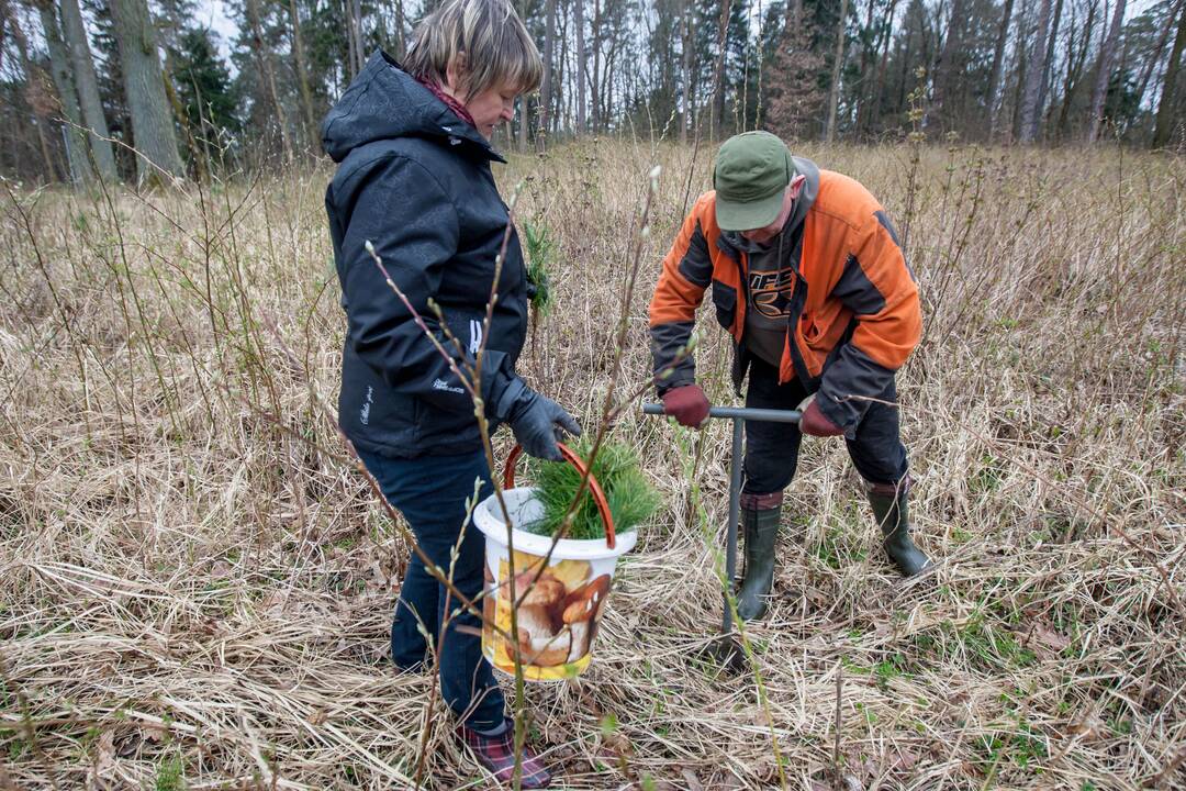 Medelių sodinimo talka Lampėdžiuose ir Panemunėje