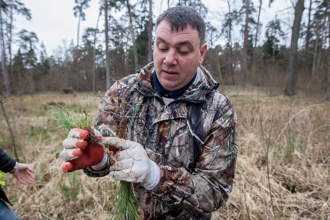 Medelių sodinimo talka Lampėdžiuose ir Panemunėje