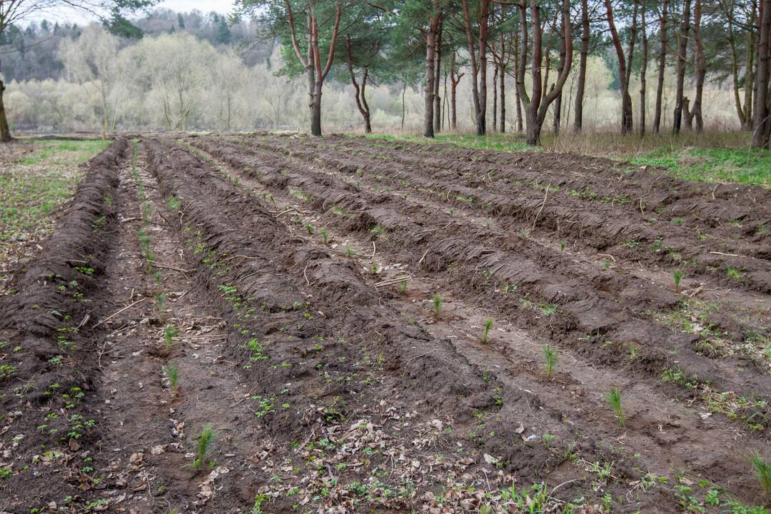 Medelių sodinimo talka Lampėdžiuose ir Panemunėje