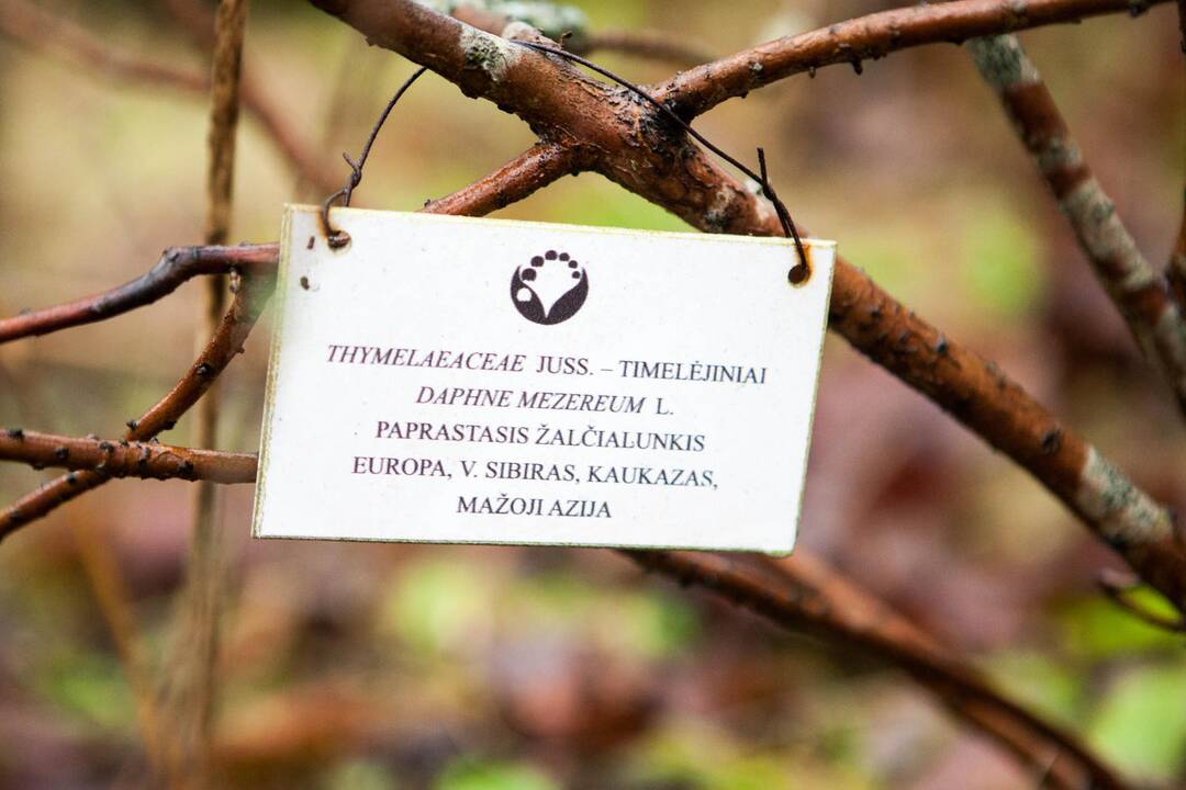 VDU Kauno botanikos sode skleidžiasi žiedai