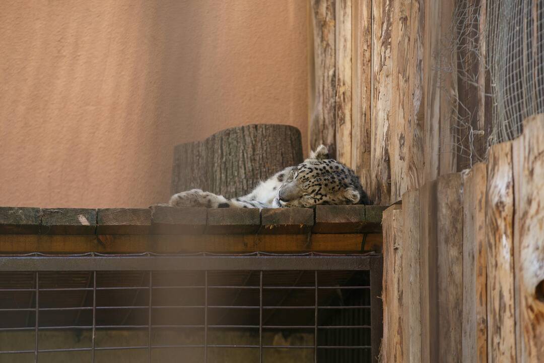 Vasara zoologijos sode