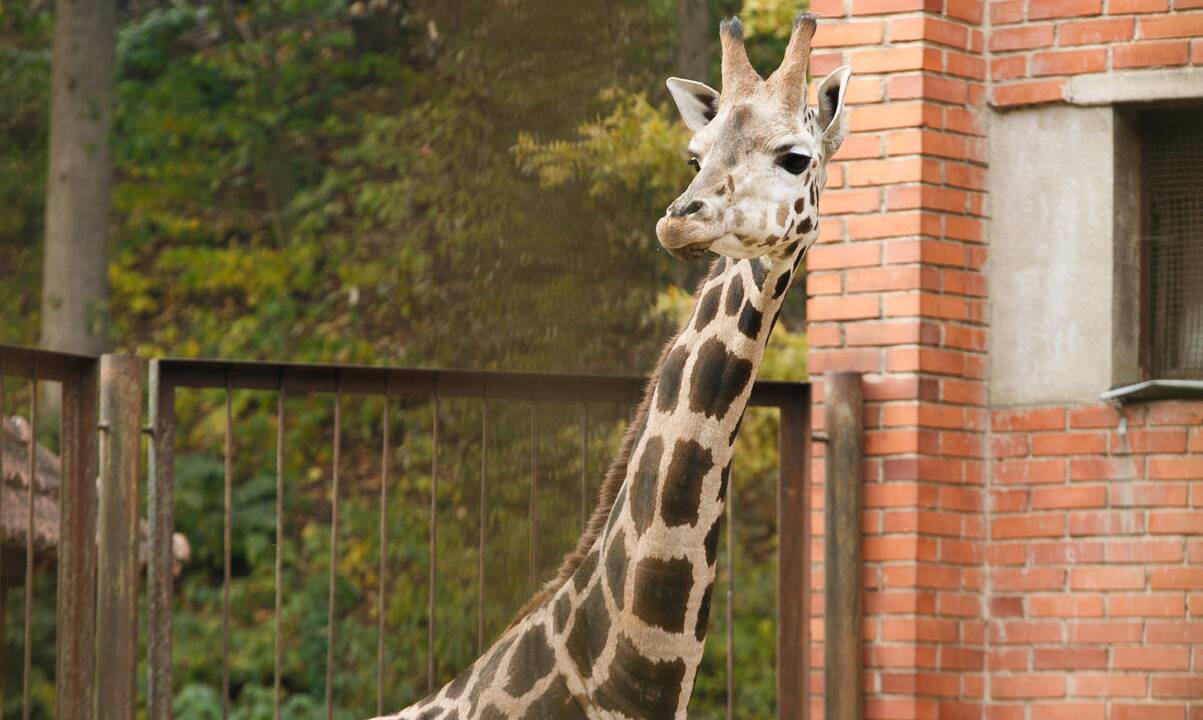 Šeštadienis zoologijos sode