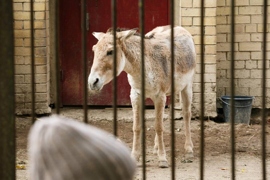 Šeštadienis zoologijos sode