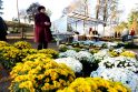 Populiariausios: chrizantemos – labai puošniai žydinčios gėlės, kurios puikiai tinka kapui dekoruoti artėjant Vėlinėms.