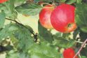 Veislės: geriausia rinktis skirtingo derėjimo veislių obelų sodinukus. 