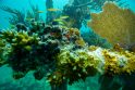 Reiškinys: kai kurie Floridos koraliniai rifai dėl rekordiškai aukštos temperatūros šią vasarą ėmė blukti keliomis savaitėmis anksčiau nei įprastai.