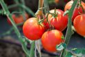 1820 metais įrodyta, kad pomidorų vaisiai nėra nuodingi.