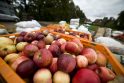 Eilės: sulčių spaudyklose prasidėjo rudens sezonas, sodininkai obuolius veža tonomis.