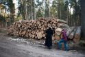 Iškirto: įvairiose Kaulautuvos miško vietose pasitinka išpjautų medžių krūvos.