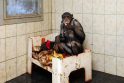 Šimpanzę bučiavusį N.Zobovą pritrenkė žinia apie jos ligą