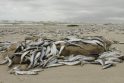 Kas kaltas dėl Smiltynėje išplautų negyvų žuvų - neaišku