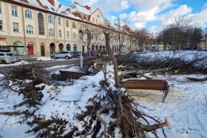 Uostamiestyje nuvirtusių medžių – apstu