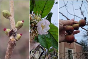 Viduržiemio gamtos išdaigos: sausį – naujas derlius?