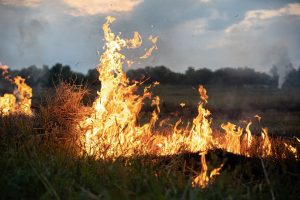 Charkivo srityje užgesintas didelis gaisras Iziumo miške