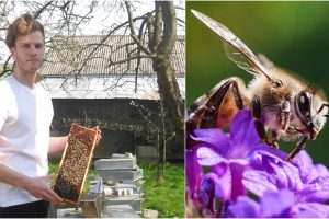Privilioti bites galima ir miestų sklypuose