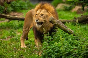 Japonijos safario parke žuvo liūto užpultas prižiūrėtojas: manoma, kad jis šėrė liūtą