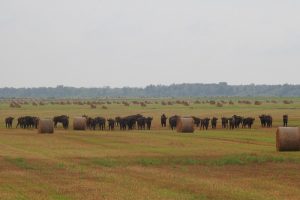 Stumbrai į Dzūkijos nacionalinį parką keliami pasitelkiant maksimalias pajėgas ir sėkmę