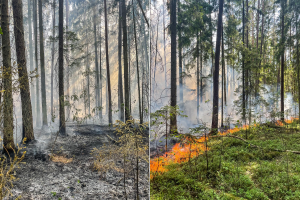 Dėl gaisrų pavojaus Vilnius apribojo lankymąsi miškuose