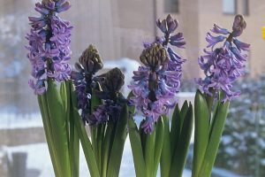 Pavasario šauklės – ryškiažiedės gėlės