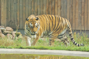 Lietuvos zoologijos sodo gyventojus džiugino karščiai