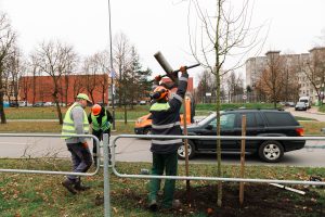 Šiaurės prospekte atsodinami medeliai