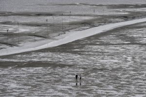 Vadeno jūros nacionalinis parkas – vokiečių pasididžiavimas ir turistų rojus