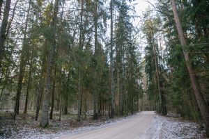 LVAT: prieš leidžiant miško kirtimus būtina įvertinti poveikį „Natura 2000“
