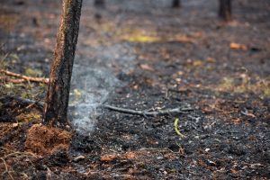 Policija pradėjo tyrimą dėl Minčiagirės girininkijoje kilusio gaisro
