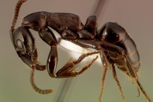 Tyrimas: Afrikos skruzdėlės slaugo ir išgydo savo sužeistus karius