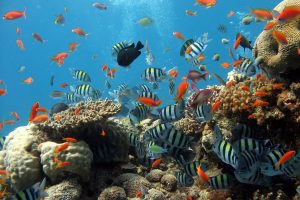Visuotinis atšilimas naikina koralinius rifus kur kas greičiau nei manyta