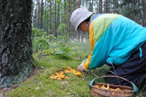 Pareigūnų patarimai: ką reikia žinoti einant į mišką ir kaip elgtis pasiklydus?