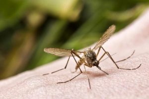 Laose nustatyti 54 nauji Dengės karštligės atvejai, vienas žmogus mirė