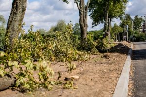 Teismas: Kaunas neteisėtai savo įmonei pavedė prižiūrėti želdinius