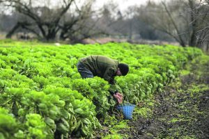 ES ūkiai be pesticidų: tvarumas ūkininkams kainuoja galvos skausmą
