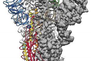 Mokslininkai paskelbė apie proveržį kuriant koronaviruso atomų modelį