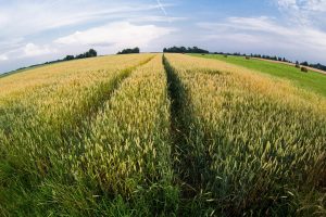 „Agrowill Group“ iš DNB ir „Swedbank“ skolinasi 39 mln. eurų