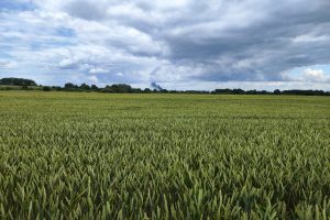 VDU ŽŪA vyksiantis renginys „Atviras ūkis 2023“ – dalybos žiniomis, ūkininkavimo patirtimi 
