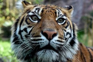 Indonezijoje – antras tigro išpuolis per kelias dienas