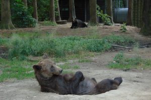 Meškutė Maja iš pakelės baro Kelmės rajone perkelta į meškų rezervatą Vokietijoje