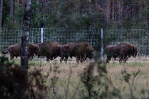 VDU mokslininkai pirmą kartą pasaulyje nuskaitys stumbrų genomą