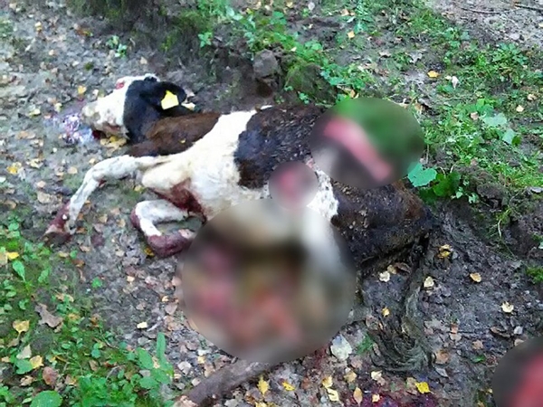 Antplūdis: Klaipėdos rajono miškuose įsiveisė tiek vilkų, kad per kelis mėnesius kaimuose papjauta beveik pusšimtis gyvulių.