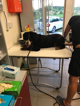 Nauji faktai apie miške rastą išsekusį šunį: prieglaudoje atsiduria jau antrą kartą