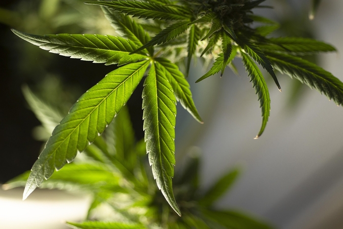 Vokietijoje smarkiai išaugo medicininių kanapių importas